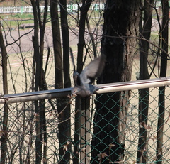 Streptopelia orientalis