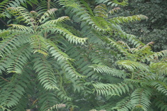 Ailanthus altissima