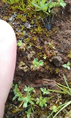 Alchemilla occidentalis