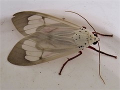 Amerila astreus