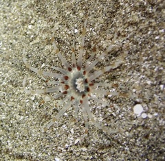 Arachnanthus lilith