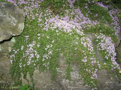 Thymus caespititius