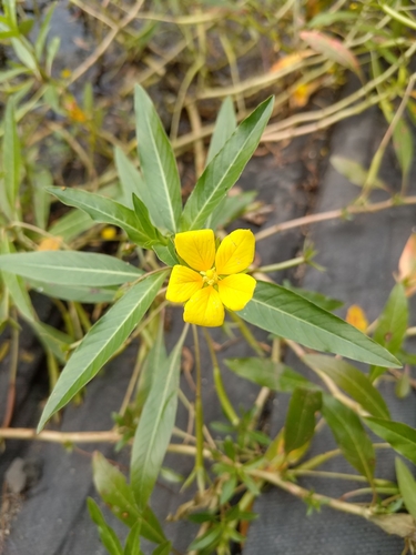 Ludwigia peploides iNat (3)