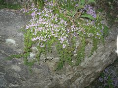 Thymus caespititius