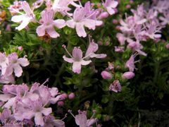 Thymus caespititius