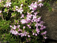 Thymus caespititius