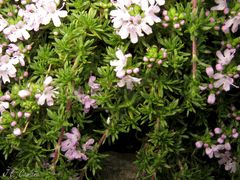 Thymus caespititius