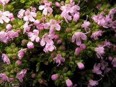 Thymus caespititius
