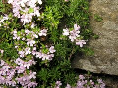 Thymus caespititius