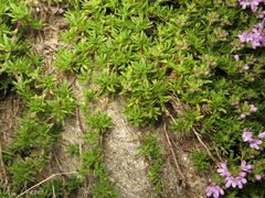 Thymus caespititius