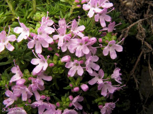 Thymus caespititius Brot.