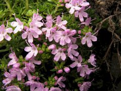 Thymus caespititius