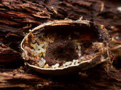 Temnothorax nylanderi