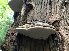 Fomitopsis ochracea