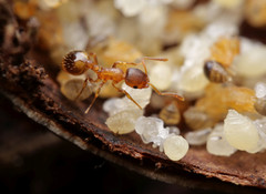 Temnothorax nylanderi