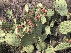 Opuntia dulcis