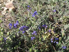 Polygala microphylla