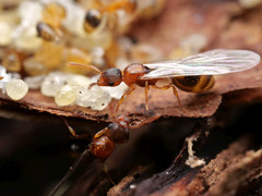 Temnothorax nylanderi