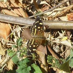 Anthanassa ptolyca amator