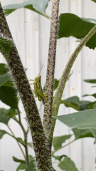 Hesperotettix viridis