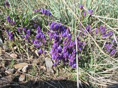 Polygala microphylla