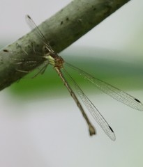 Lestes forcipatus