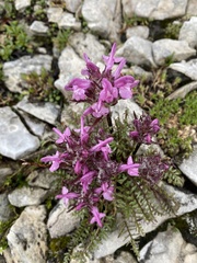 Pedicularis rosea