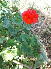 Pelargonium