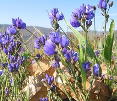 Polygala microphylla
