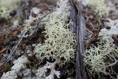 Cladonia confusa