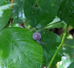 Trochulus striolatus