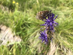 Melitaea diamina