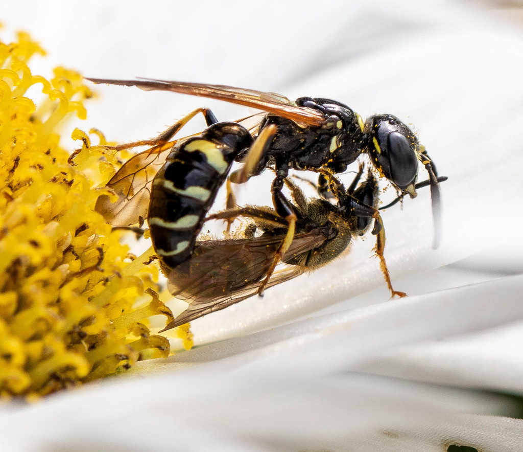 Beewolves