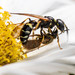 Philanthus - Photo (c) Lisa Cass, μερικά δικαιώματα διατηρούνται (CC BY-NC), uploaded by Lisa Cass