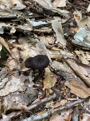 Strobilomyces confusus