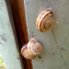 Xerolenta obvia