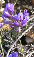 Polygala microphylla