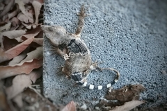 Xenosaurus platyceps