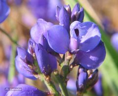 Polygala microphylla