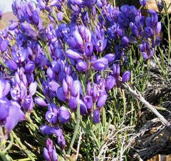 Polygala microphylla