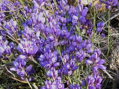 Polygala microphylla