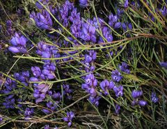 Polygala microphylla