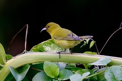 Chlorodrepanis flava