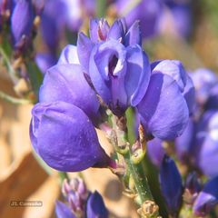 Polygala microphylla