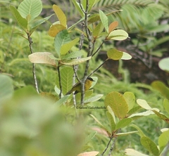 Rubigula melanicterus