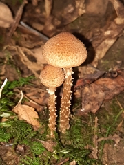 Cystoagaricus