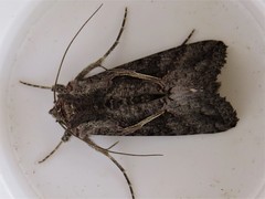 Ctenoplusia limbirena