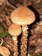 Cystoagaricus
