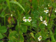 Euphrasia hirtella