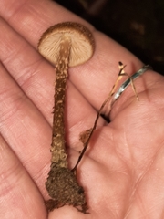Cystoagaricus